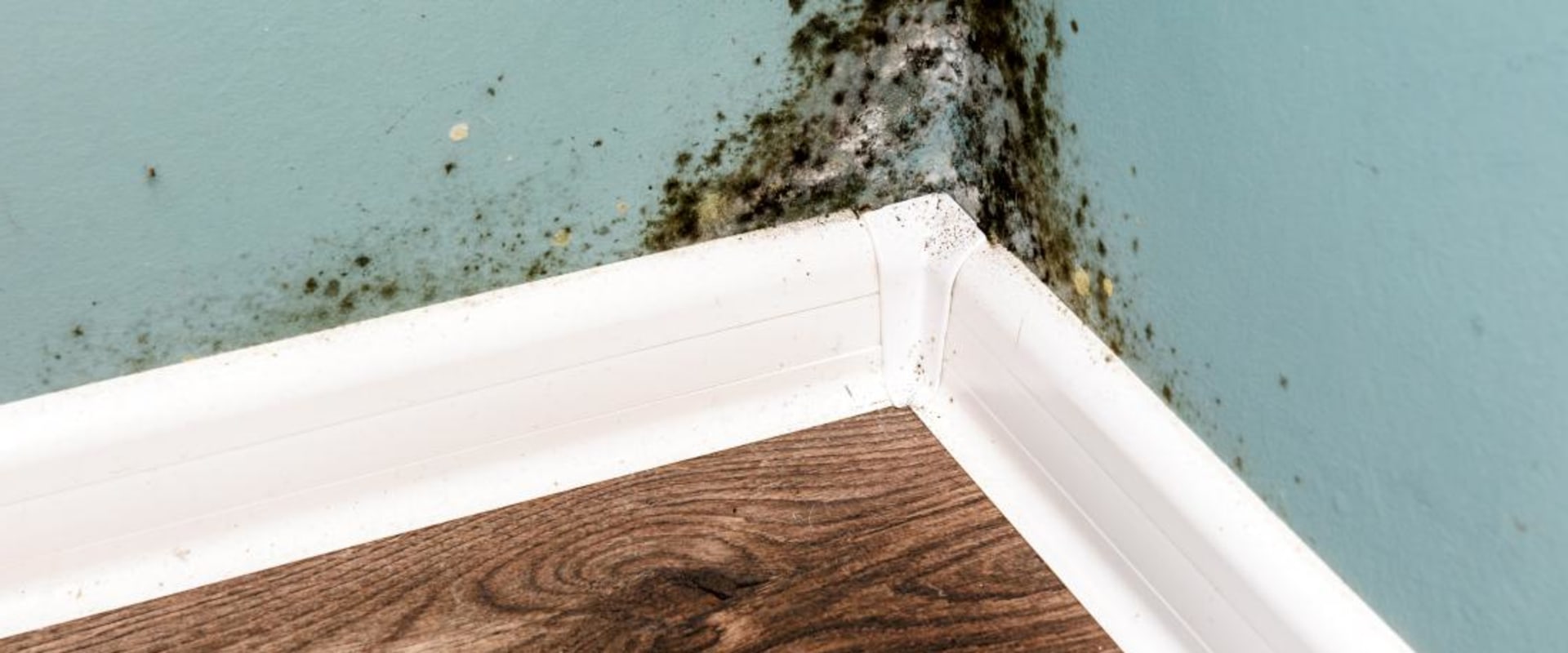 Can You Live Safely in a House with Mold?
