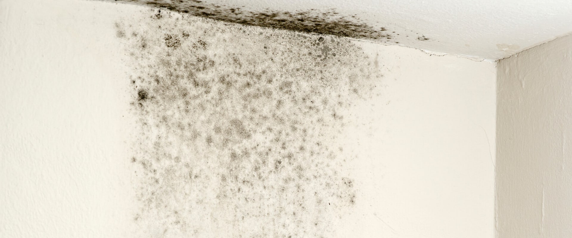 What do professionals use to clean black mold?