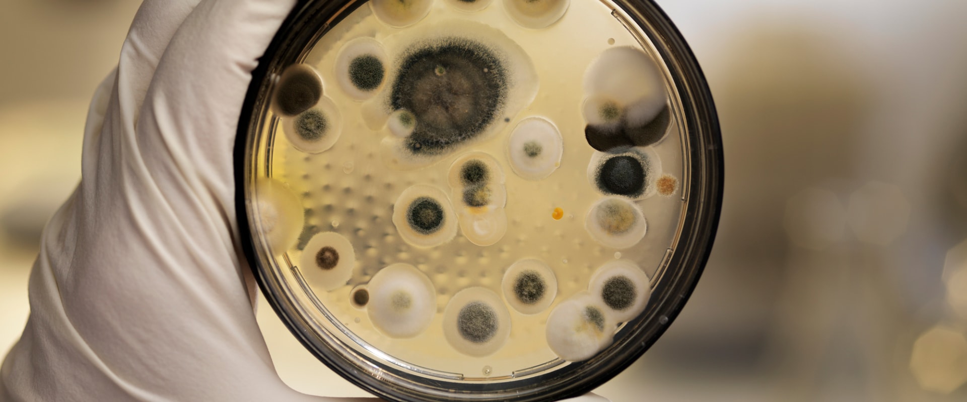 What Does a Mold Test Involve?