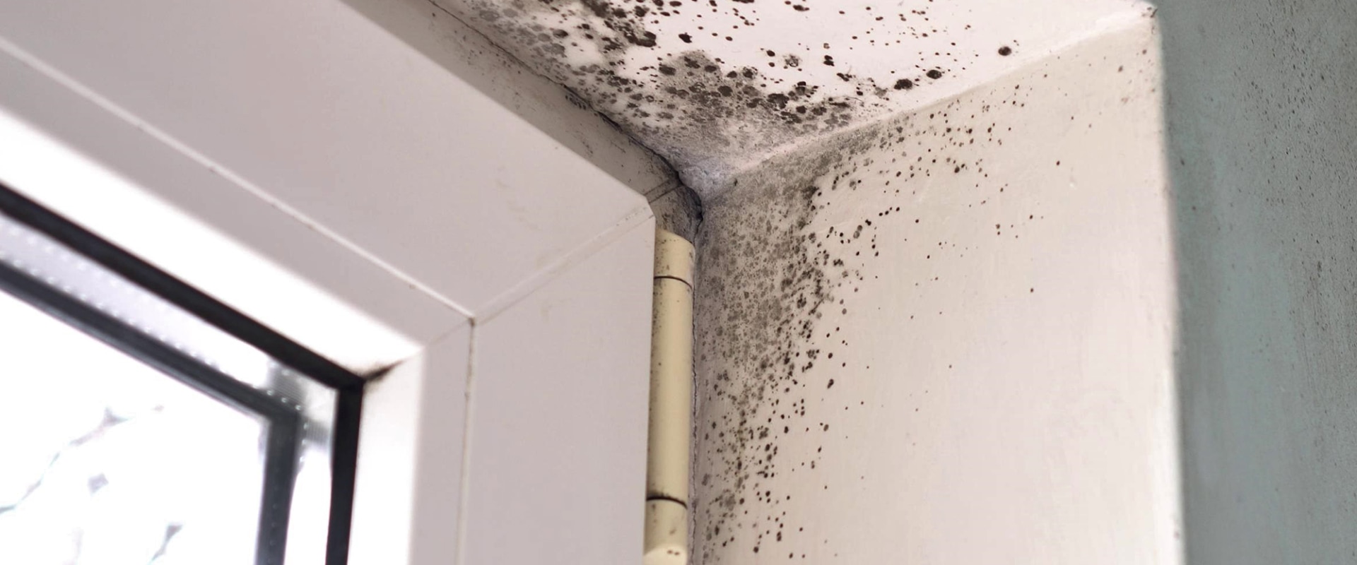 How to Tell if Mold Remediation is Effective