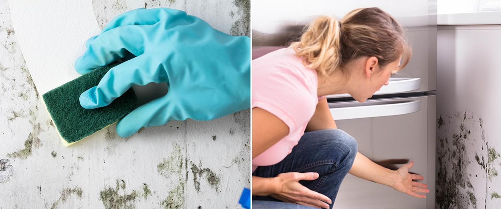 Which is Better to Kill Mold: Bleach or Vinegar?