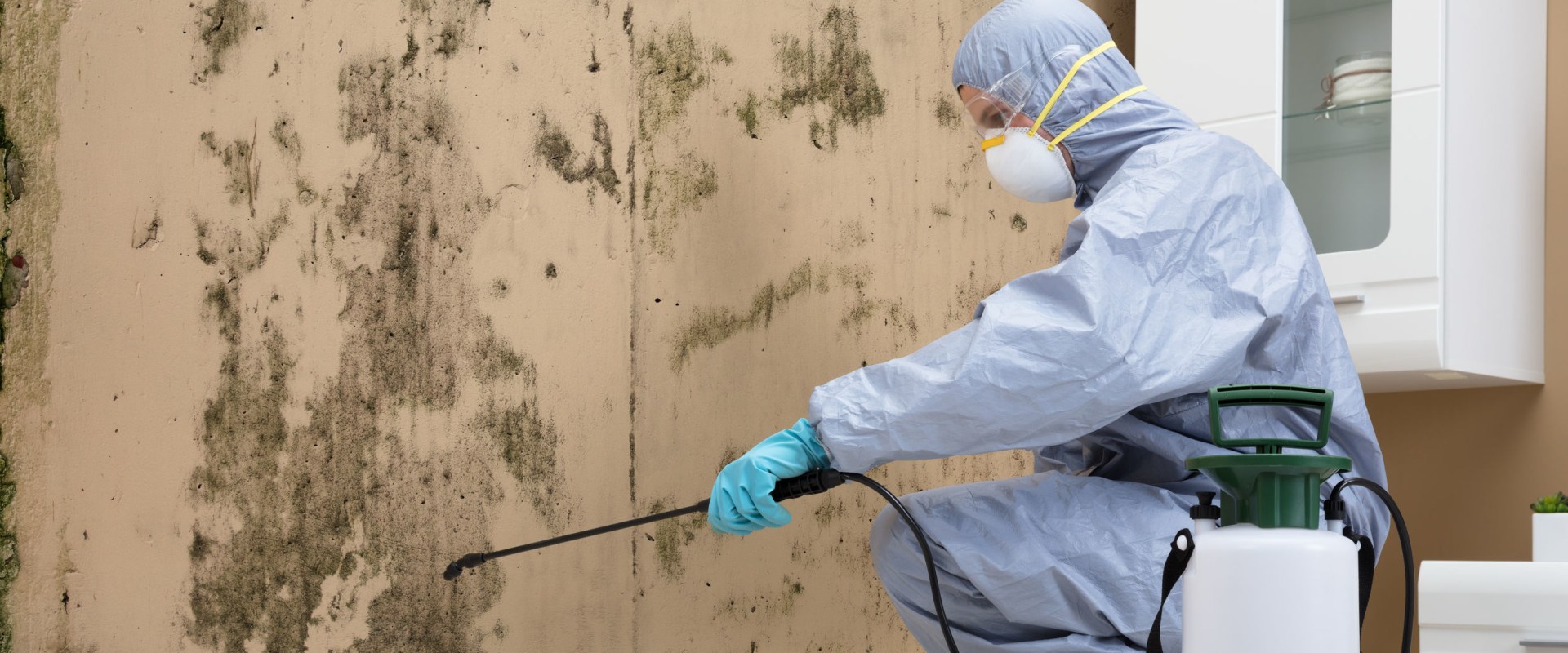 Is Mold Remediation Worth It?