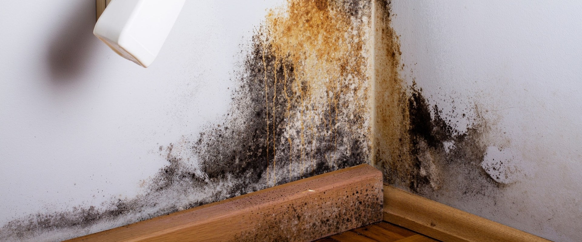 Why Does Mold Keep Coming Back After Cleaning?