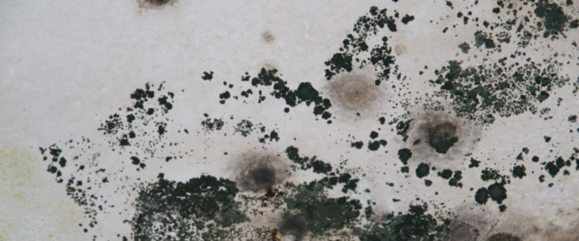 Can toxic black molds cause health problems in humans and animals if left untreated for an extended period of time?