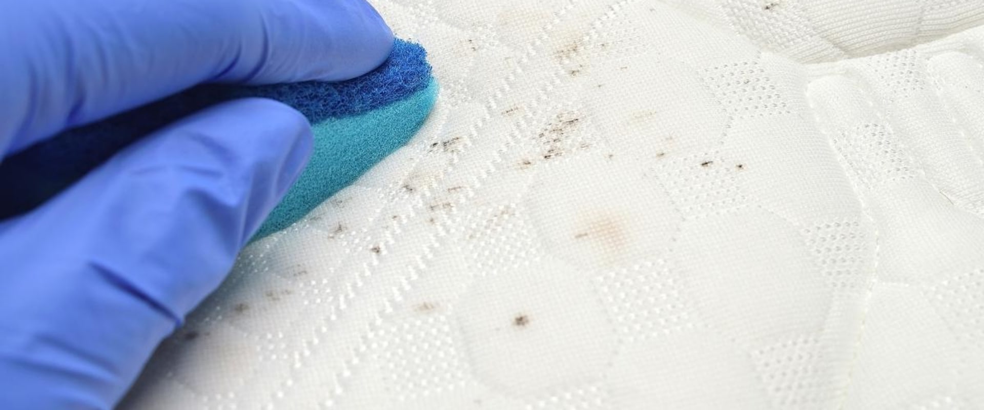 How to Get Rid of Mold and Keep it Away Forever