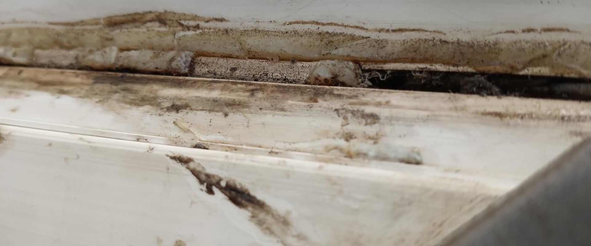 Can a Mold Test Be Wrong? An Expert's Perspective