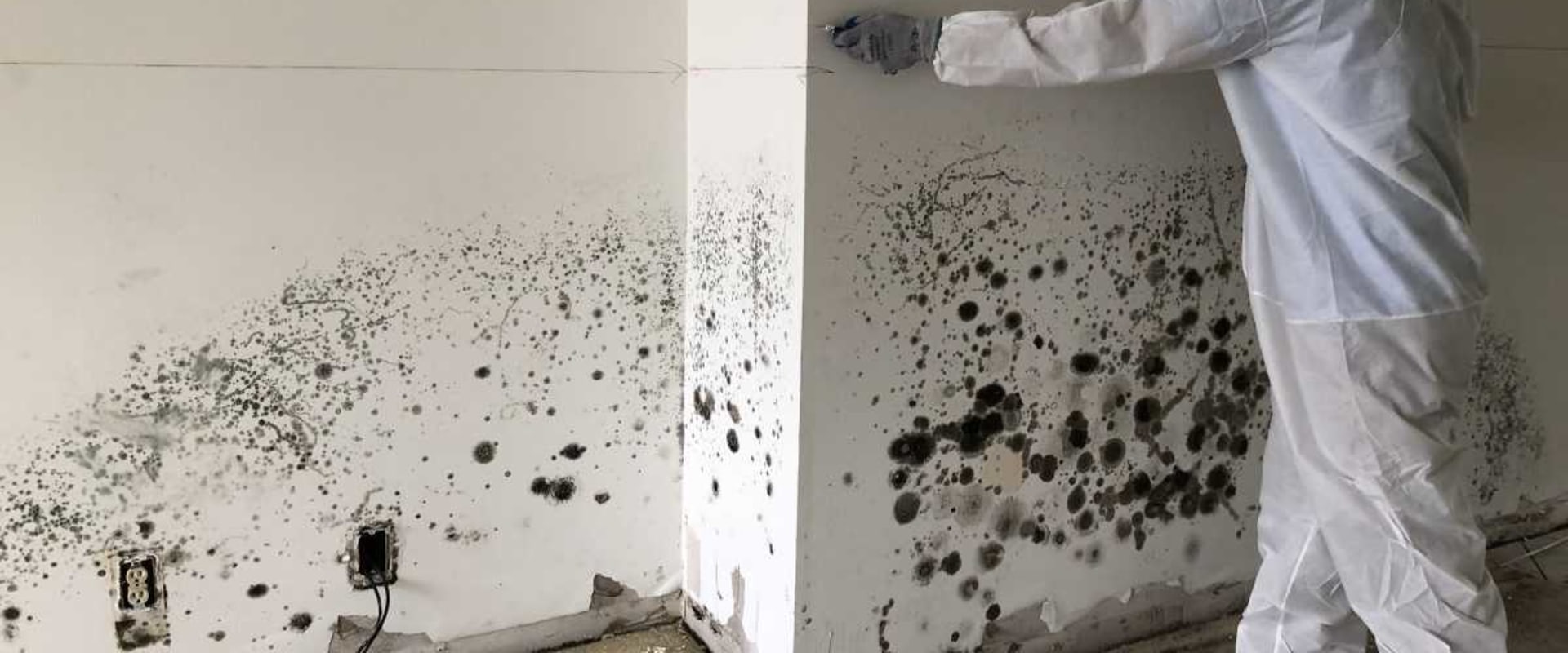 What are the key steps for mold remediation?