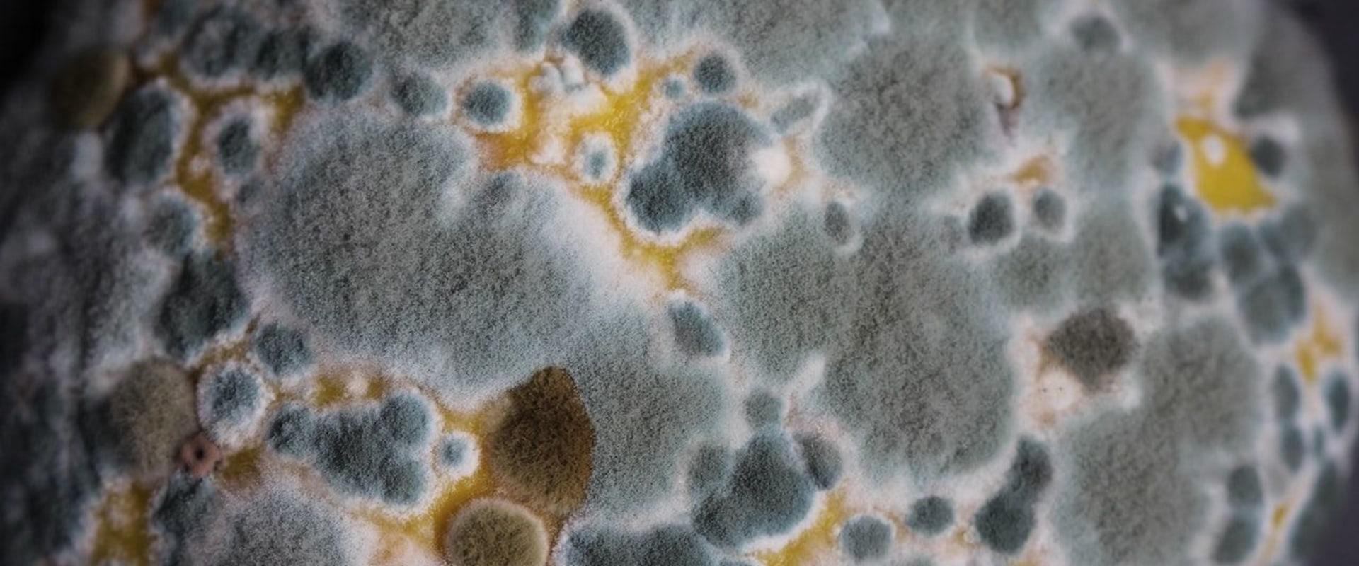 How long does it take for mold exposure to go away?