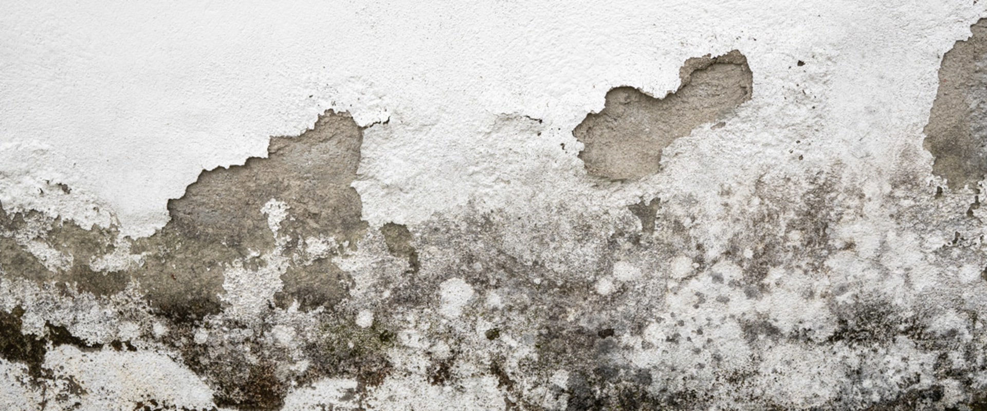Mold Rules in Florida: What You Need to Know