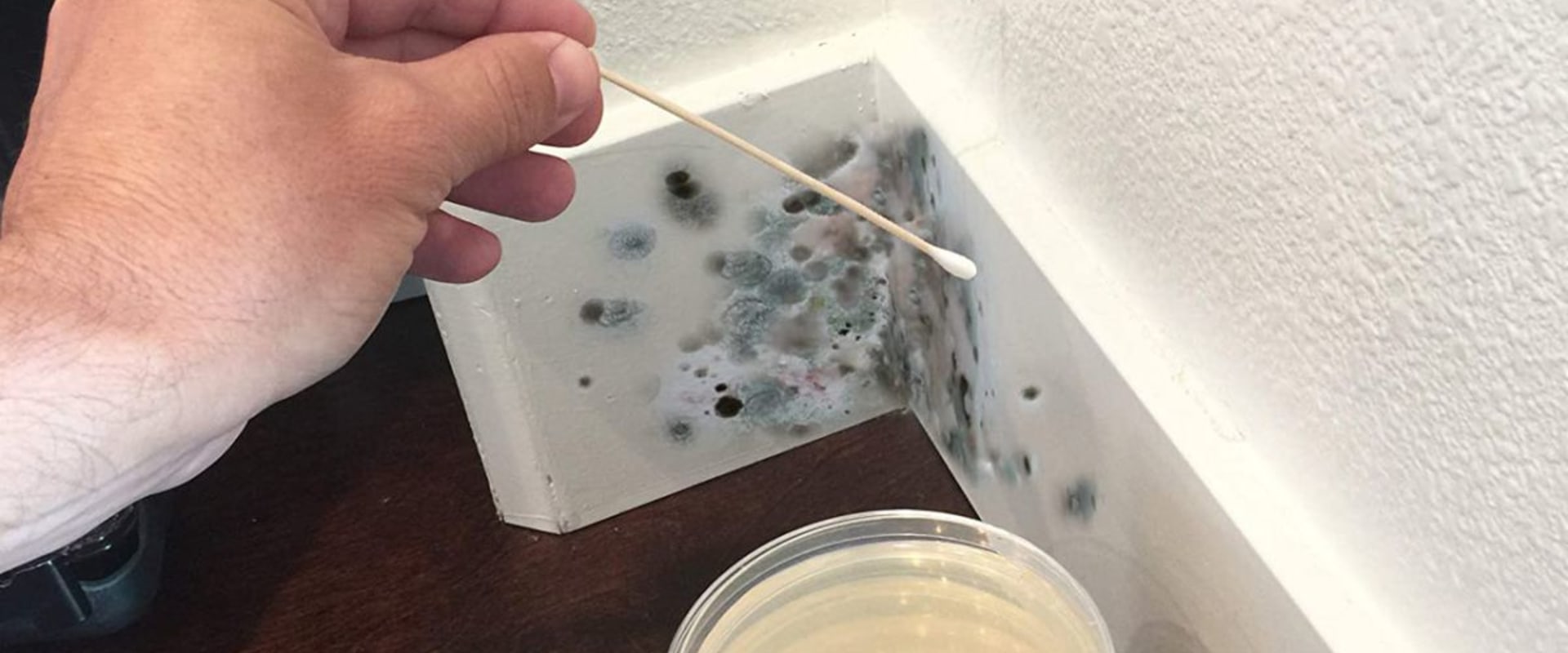 Should You Do a Mold Test on Your House?