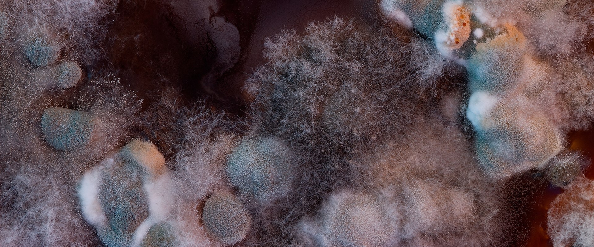 Can Heat Destroy Mold Toxins?