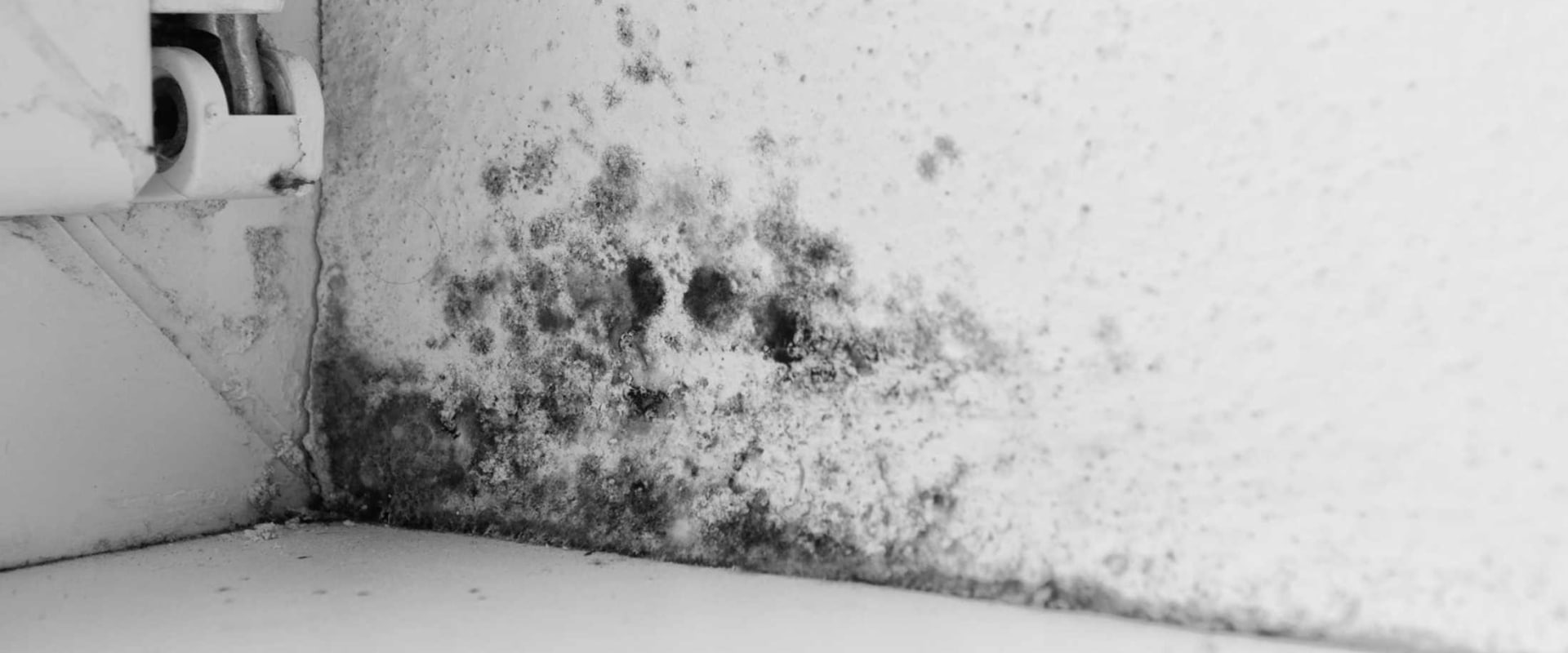 How do you get rid of black mold in a building?