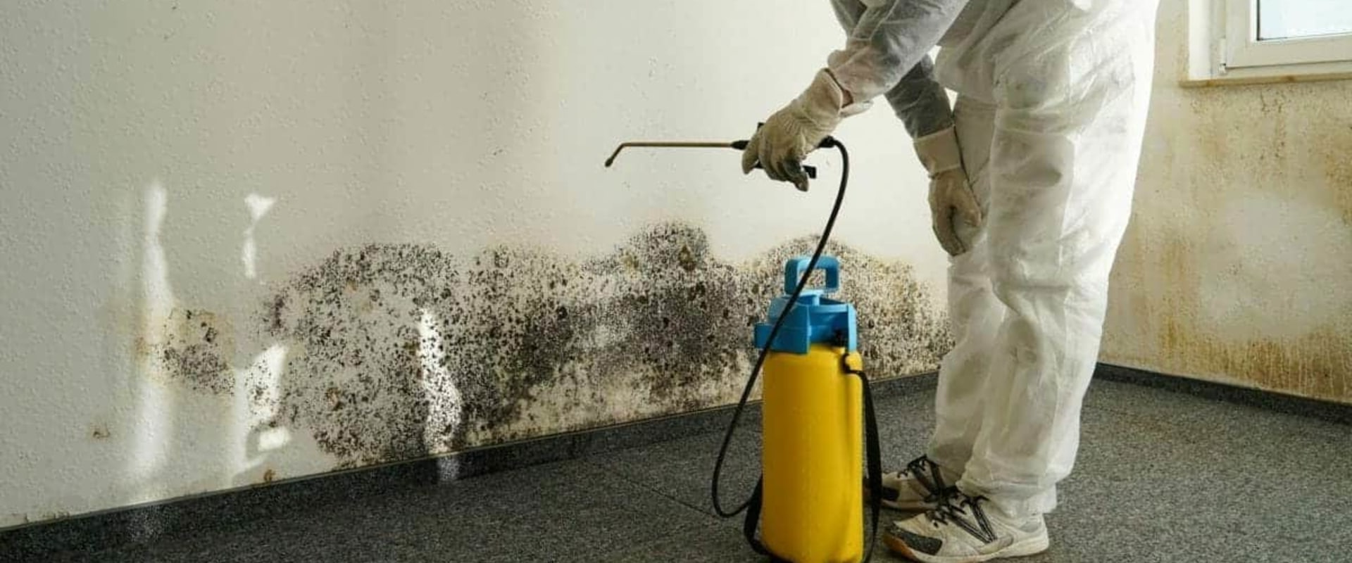 What do professional mold removers use?