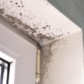 Health Risks of Mold Remediation: What You Need to Know