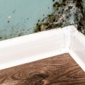 Can mold spread to the whole house?