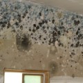 Does Ventilation Really Remove Mold?