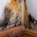 Mold Remediation: A Step-by-Step Guide