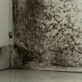 Is landlord responsible for mold in florida?