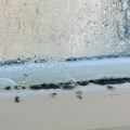 Does mold grow better in cold or warm?