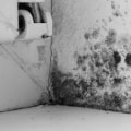 How Long Does It Take for Mold to Go Away After Treatment?
