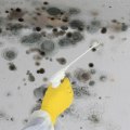 How long does it take to professionally remove mold?