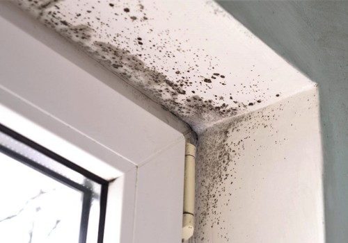 Health Risks of Mold Remediation: What You Need to Know