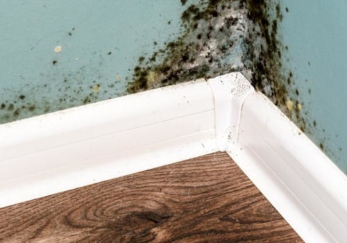 Can mold spread to the whole house?