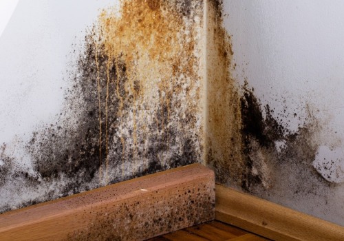 Preparing for a Mold Inspection: What You Need to Know