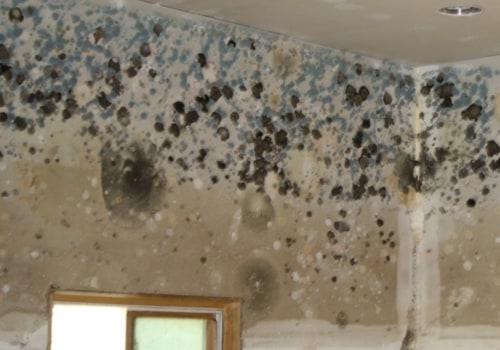 Does Ventilation Really Remove Mold?