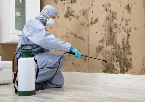 Is Mold Remediation Worth It?