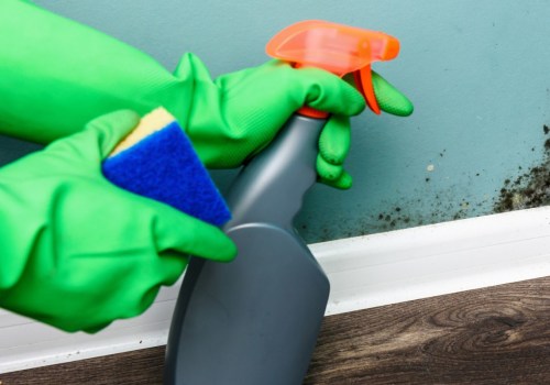 The Best Mold Remover: What to Look For and How to Use It