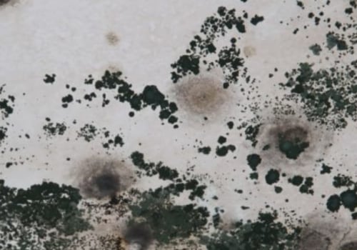 What kills mold heat or cold?