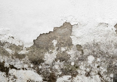 Mold Rules in Florida: What You Need to Know