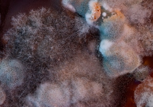 Can Heat Destroy Mold Toxins?