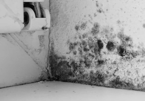 How do you get rid of black mold in a building?